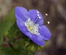 Image of tacky phacelia