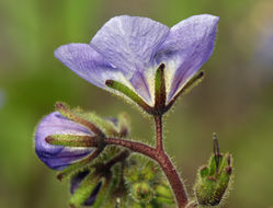 Image of tacky phacelia