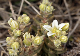 Image of Santa Cruz Island liveforever