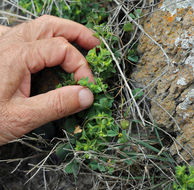 Euphorbia spathulata Lam. resmi