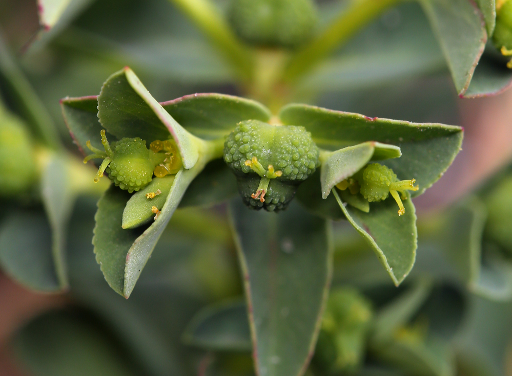 Euphorbia spathulata Lam. resmi