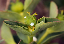 Euphorbia spathulata Lam. resmi