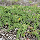 Isocoma menziesii var. sedoides (E. Greene) G. L. Nesom resmi