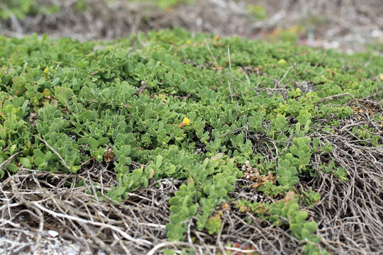 Imagem de Isocoma menziesii var. sedoides (E. Greene) G. L. Nesom