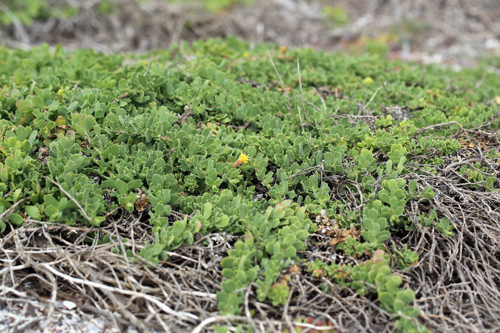 Слика од Isocoma menziesii var. sedoides (E. Greene) G. L. Nesom