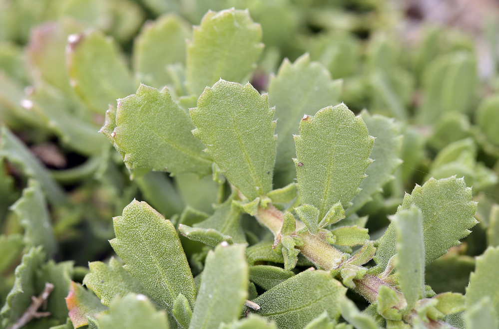 Imagem de Isocoma menziesii var. sedoides (E. Greene) G. L. Nesom