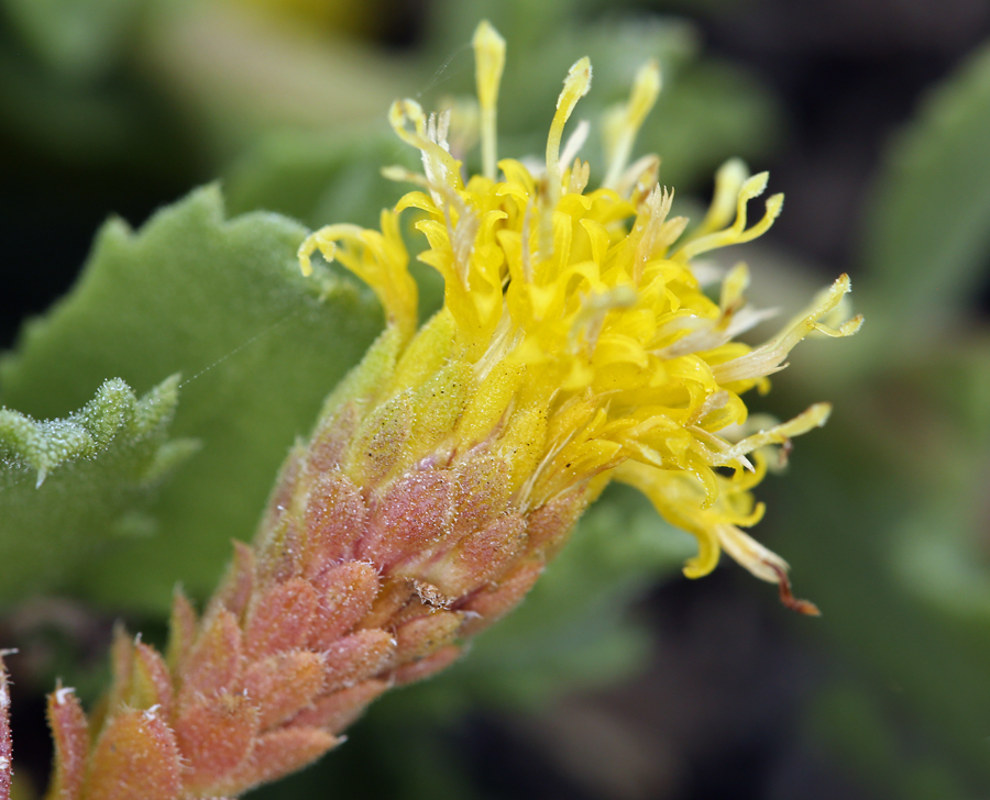 Слика од Isocoma menziesii var. sedoides (E. Greene) G. L. Nesom