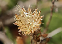 Imagem de Isocoma menziesii var. sedoides (E. Greene) G. L. Nesom