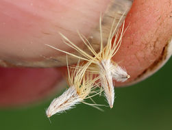 Image of Menzies' goldenbush