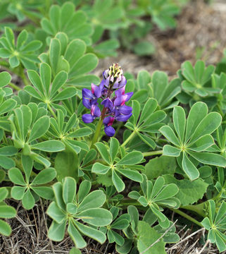 Image of hollowleaf annual lupine