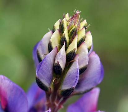 Image of hollowleaf annual lupine