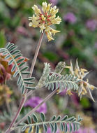 Astragalus miguelensis Greene的圖片