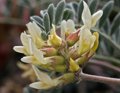 Astragalus miguelensis Greene的圖片