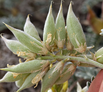 Astragalus miguelensis Greene的圖片