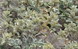 Imagem de Atriplex leucophylla (Moq.) D. Dietr.