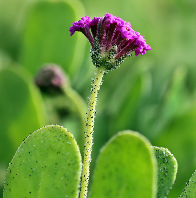 Image of red sand verbena