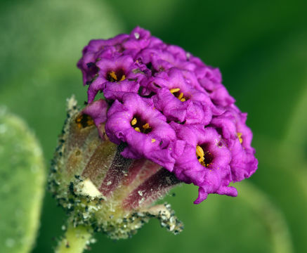 Image of red sand verbena