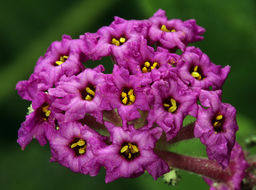 Image of red sand verbena