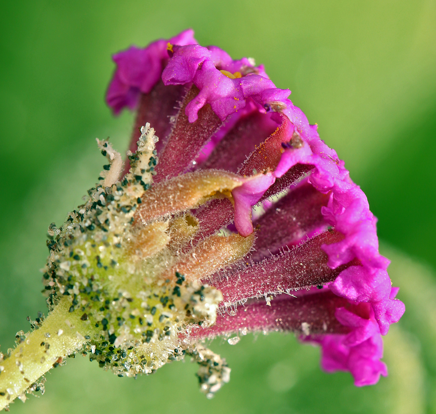 Image of red sand verbena