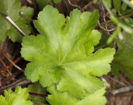 Image of Jill of the rocks