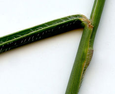 Image of jointed goatgrass