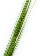 Image of jointed goatgrass