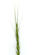 Image of jointed goatgrass