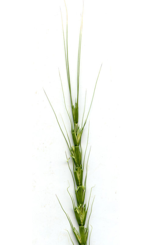 Image of jointed goatgrass