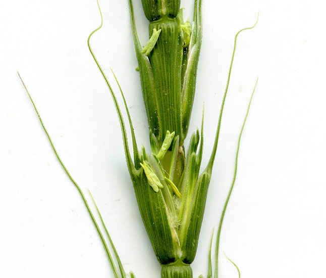 Image of jointed goatgrass