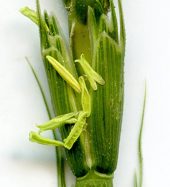 Image of jointed goatgrass