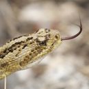 Image of Central American Rattlesnake