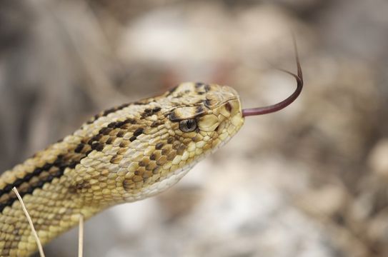 Image of Central American Rattlesnake