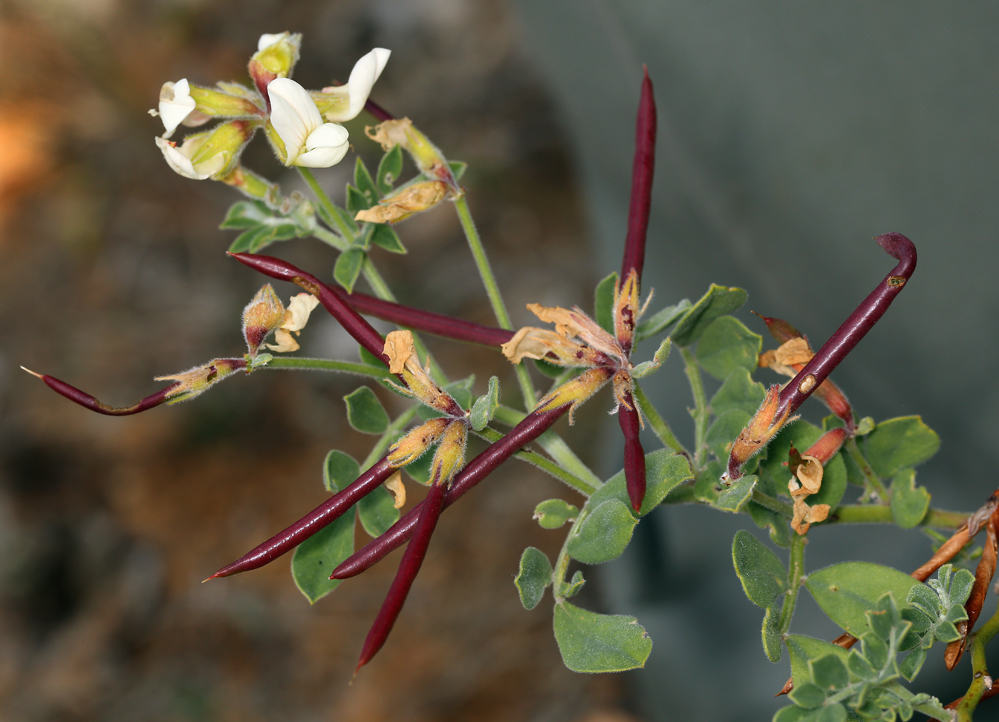 صورة <i>Acmispon <i>grandiflorus</i></i> var. grandiflorus