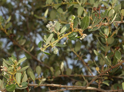 Image of island ceanothus