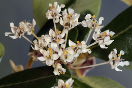 Sivun Ceanothus megacarpus var. insularis (Eastw.) Munz kuva