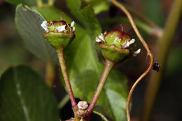 Image of island ceanothus