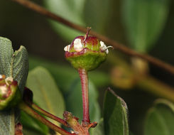 Image of island ceanothus