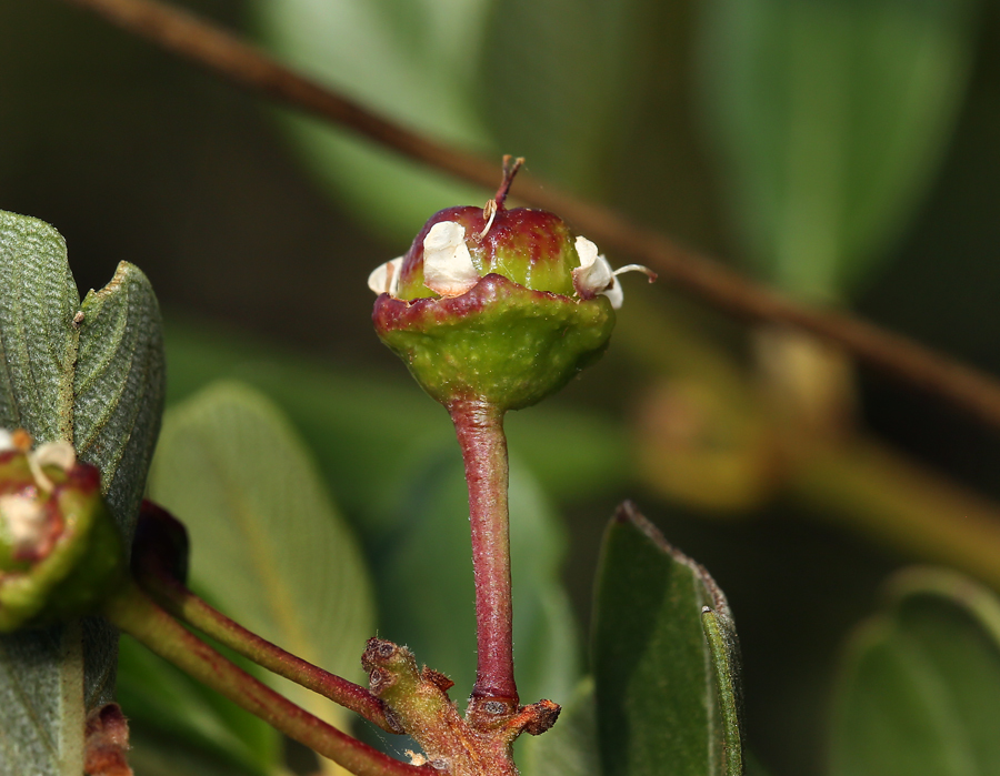 Image of island ceanothus