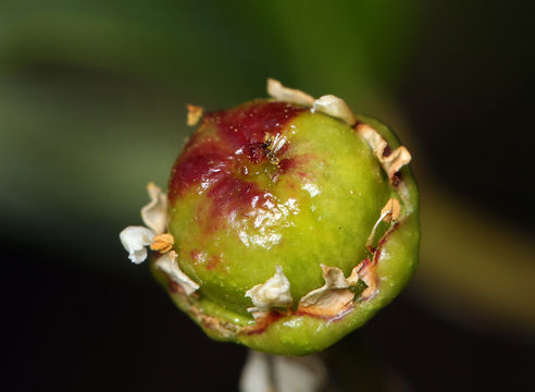 Image of island ceanothus