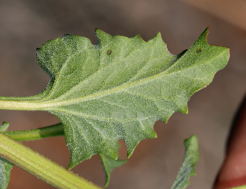 Image of <i>Chenopodium californicum</i>