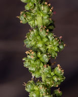 Image of <i>Chenopodium californicum</i>