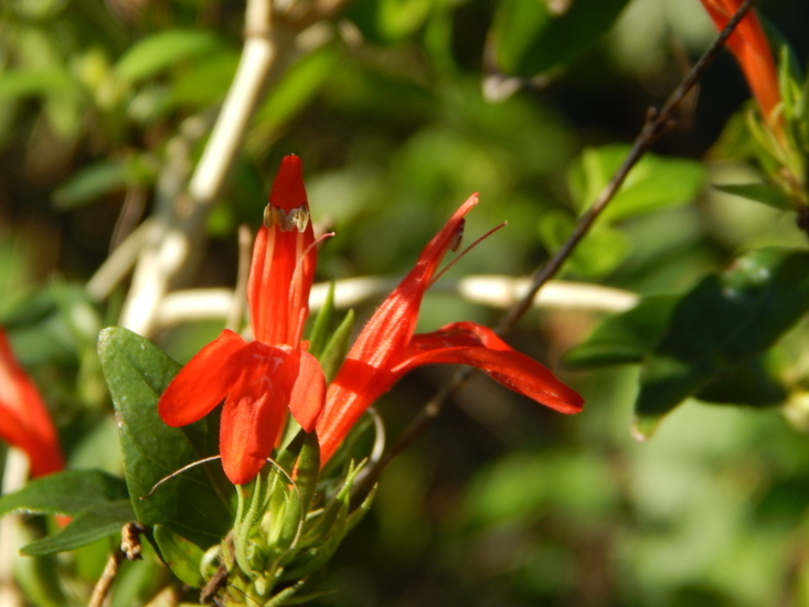 Justicia candicans (Nees) L. D. Benson resmi