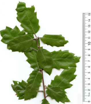 Image of <i>Quercus</i> × <i>morehus</i>