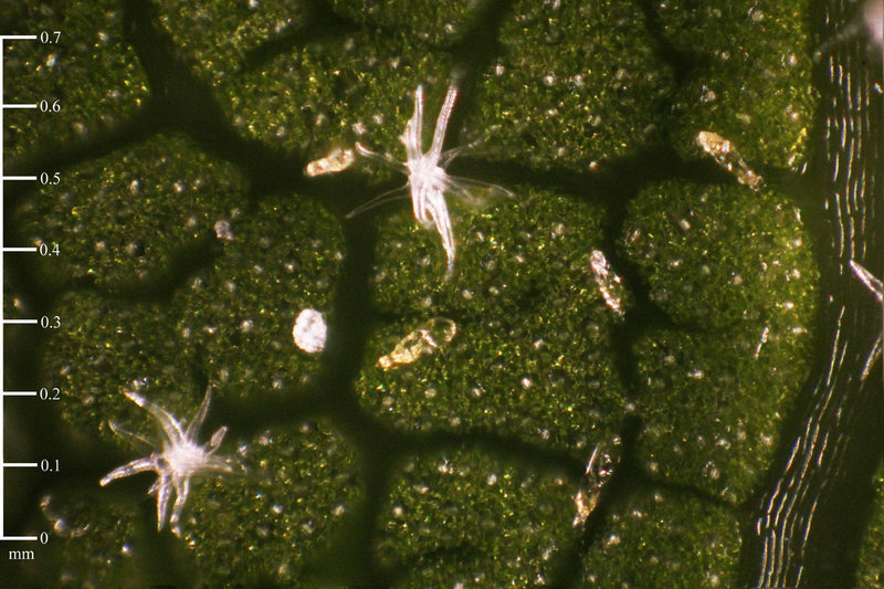 Image of <i>Quercus</i> × <i>morehus</i>