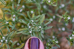 Image of <i>Cryptantha circumscissa</i>