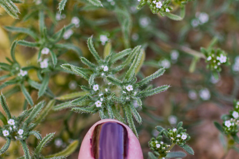 صورة <i>Cryptantha circumscissa</i>