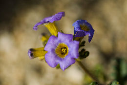 Image of Fremont's phacelia