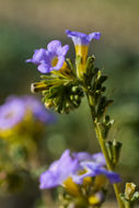 Image of Fremont's phacelia