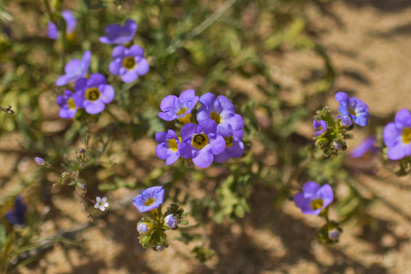 Image of Fremont's phacelia