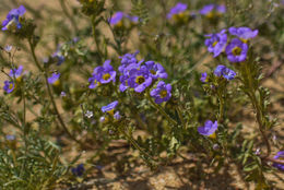 Image of Fremont's phacelia